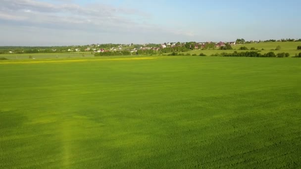 Воздушный дрон над большим зеленым пшеничным полем — стоковое видео