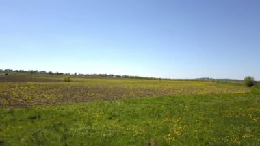 Hava dron vurdu büyük yeşil buğday alanın üzerine