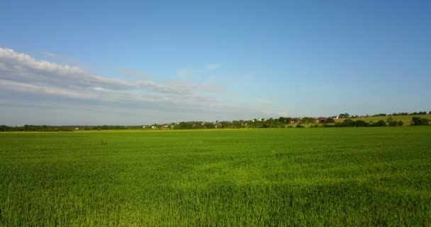 Aerial Drone Shot over Large Green Wheat Field — Stock Video