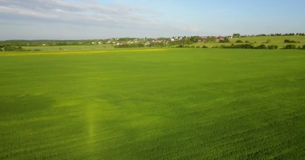 Aerial Drone strzał nad duży zielony Pszeniczysko — Wideo stockowe