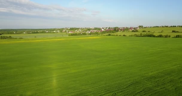 Luchtfoto Drone schot over grote groene tarweveld — Stockvideo