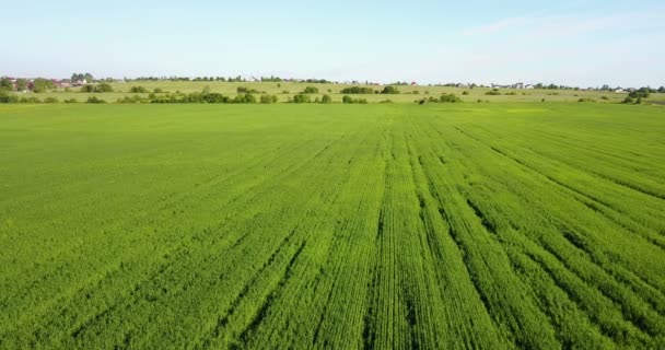 空中ドローンが大きな緑の麦畑を撮影 — ストック動画