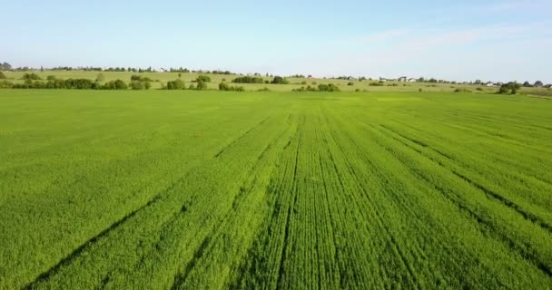 Drohne über großem grünen Weizenfeld abgeschossen — Stockvideo