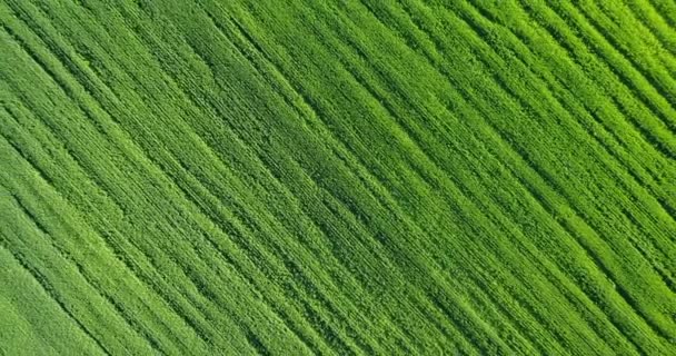 Drone aérien tiré sur un grand champ de blé vert — Video