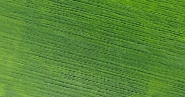 Drohne über großem grünen Weizenfeld abgeschossen — Stockvideo