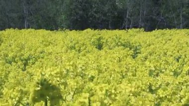 Kolza çiçekleri Brassica napus sahada sarı