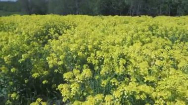 Kolza çiçekleri Brassica napus sahada sarı