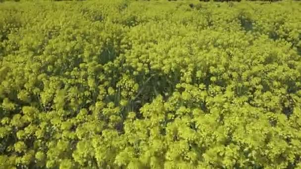 Gelbe Rapsblüten brassica napus auf Feld — Stockvideo