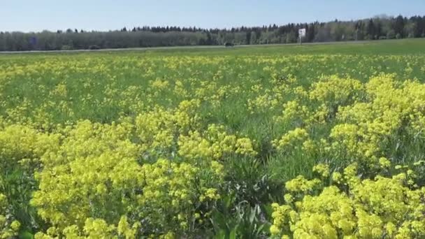 黄色の菜種の花のフィールドにナタネ — ストック動画