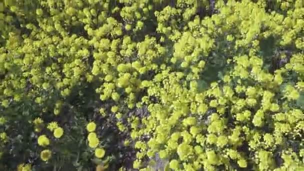 Žluté květy řepky Brassica napus na hřišti — Stock video