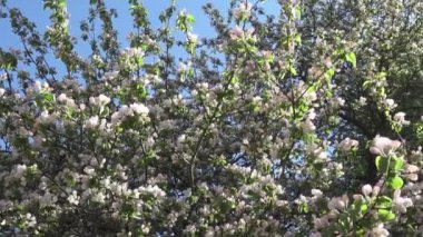 Kamera elma ağacı çiçek açması beyaz çiçekler güneşli bahar günü içinde taşır.