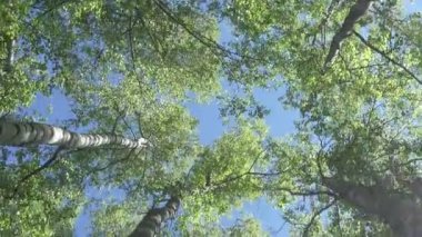 Huş ağacı ahşap arka planı mavi gökyüzü güneşli günde alttan görünüm