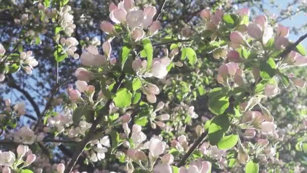 Kameran flyttas längs de äppelträd blommande vita blommorna i solig vårdag — Stockvideo