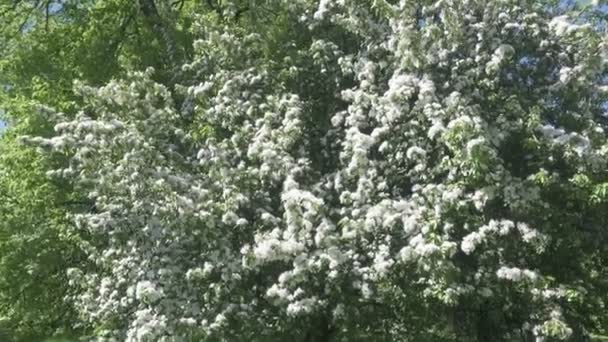 La macchina fotografica si muove lungo il melo che fiorisce fiori bianchi nella soleggiata giornata primaverile — Video Stock