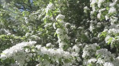 Kamera elma ağacı çiçek açması beyaz çiçekler güneşli bahar günü içinde taşır.