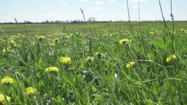 Żółte kwiaty mniszek wiosną pola. Dolly wideo — Wideo stockowe