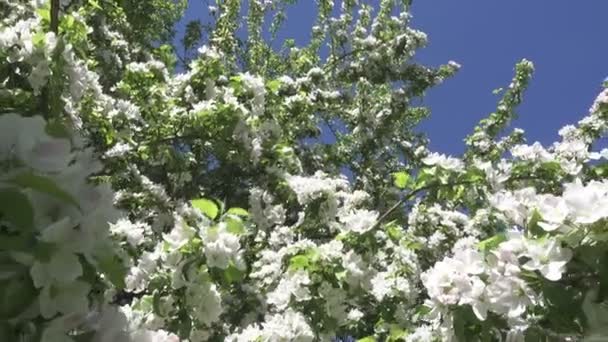 The camera moves along the apple-tree blossoming white flowers in sunny spring day — Stock Video