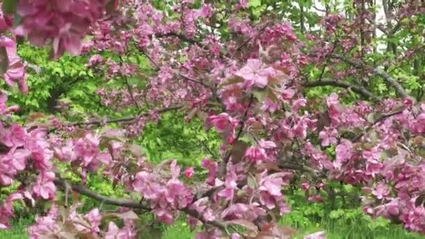 De camera beweegt langs de appelboom bloeiende rode bloemen in zonnige lente — Stockvideo