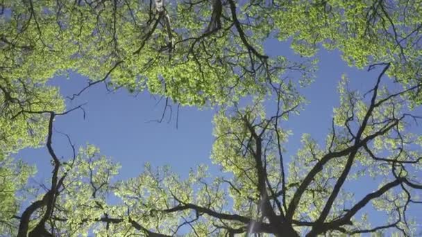 Blick von unten auf Bäume mit jungem grünen Laub im zeitigen Frühling vor dem Hintergrund des blauen Himmels — Stockvideo