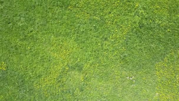 Vue aérienne depuis un drone sur le terrain avec des pissenlits jaunes pendant la journée ensoleillée d'été — Video