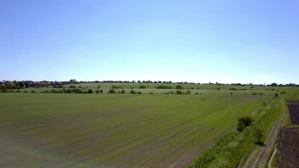 Drone aérien tiré sur un grand champ de blé vert — Video