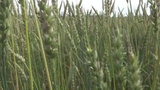 在夏日阳光明媚的日子里, 照相机会在绿色小麦的田野上醒来。 — 图库视频影像