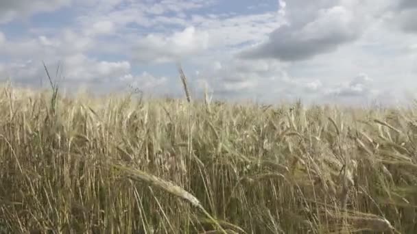 Панорама поля спелого ржи в летний солнечный день, стебли трясутся от ветра — стоковое видео