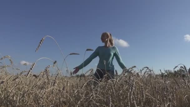 Ung smal kvinna med en lång rättvis hår i en blå tröja och jeans går över fältet av moget vete till soliga sommardag — Stockvideo