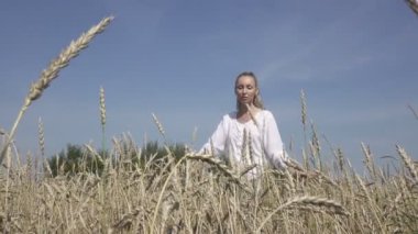 uzun sarı saçlar Beyaz tişört ve kot olan ince kadın olgun buğday tarlada yaz güneşli gün gider.