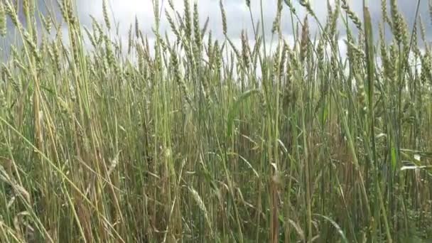 Kamery będą budzić się nad polem pszenicy zielony w słoneczny letni dzień — Wideo stockowe