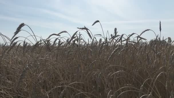 Field of golden ripe wheat ready to be harvested in summer sunny day — Stock Video