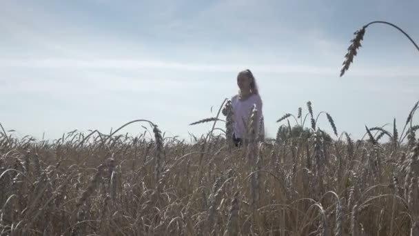 Jovem esbelta mulher com um longo cabelo claro em uma camisa branca e jeans atravessa o campo de trigo maduro para o dia ensolarado de verão — Vídeo de Stock