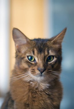 Yeşil gözlü tüylü kırmızı kedi (Somali cinsi), küçük bir keskinlik