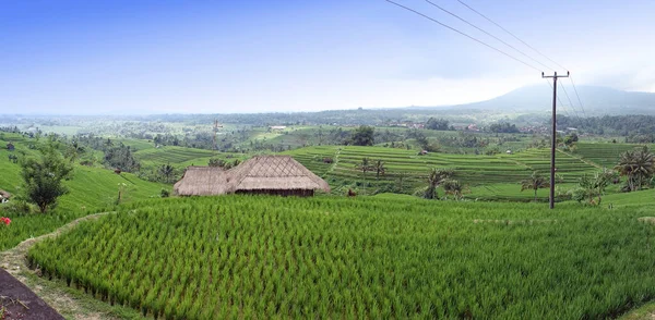 Pirinç Terasları Palmiye Ağaçları Bali Endonezya — Stok fotoğraf