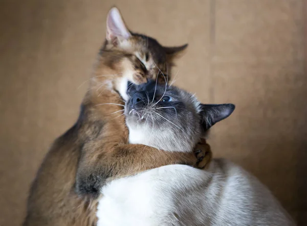 Two Young Cats Thai Shorthair Seal Point Bobtail Red Fluffy — Stock Photo, Image