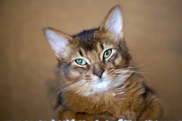 Gato Rojo Esponjoso Con Ojos Verdes Raza Somalí Pequeña Profundidad — Foto de Stock
