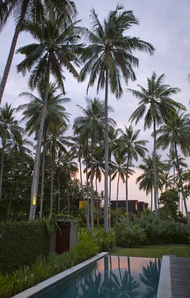 Gün Batımında Havuzun Üzerinde Palmiye Ağaçları Endonezya Bali — Stok fotoğraf