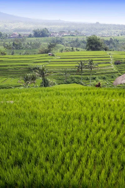 稻田和棕榈树 印度尼西亚巴厘 — 图库照片
