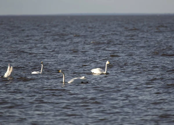 Белые Лебеди Воде Финский Залив — стоковое фото