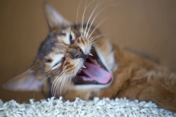 Fluffy Red Cat Green Eyes Somali Breed Yawns Small Depth — Stock Photo, Image