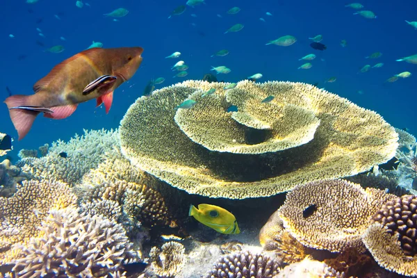 サンゴ礁の上の熱帯魚の大きなパック — ストック写真