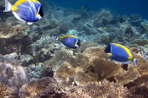 Jaskrawy Chirurg Tropikalny Acanthurus Powder Blue Tang Nad Rafą Koralową — Zdjęcie stockowe