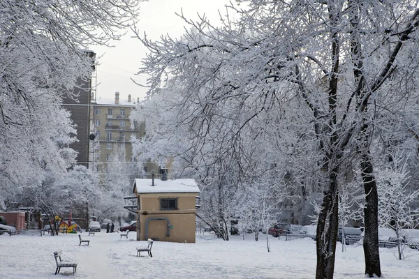 冬天的院子里 被雪覆盖的树 俄罗斯联邦圣彼得堡 — 图库照片