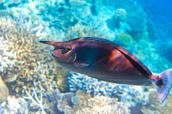 Плямиста Рибка Над Кораловим Рифом Naso Brevirostris — стокове фото