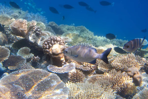 Fisk Över Korallrevet — Stockfoto