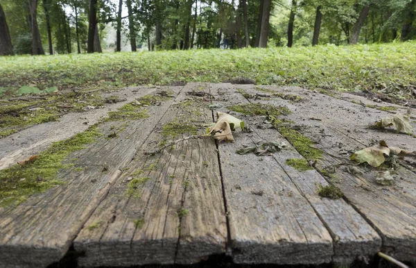Drewniane Deski Leżą Rzędzie Jesiennym Parku Mała Głębokość Ostrości — Zdjęcie stockowe