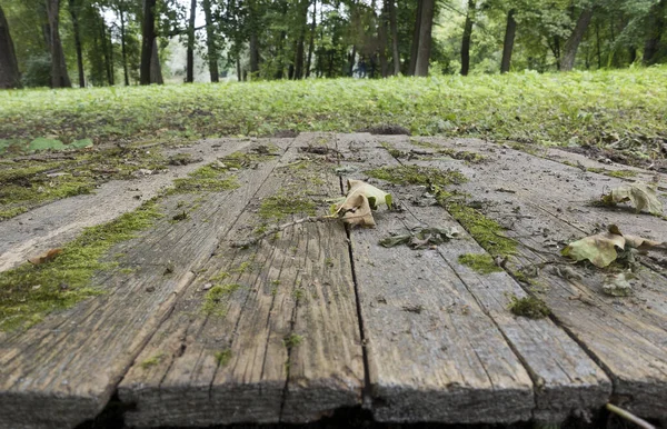 Tableros Madera Encuentran Una Fila Parque Otoño Pequeña Profundidad Nitidez —  Fotos de Stock