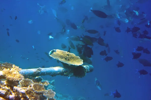 Риба Навколо Труби Готелю Забрудненими Стічними Водами Індійському Океані Кораловому — стокове фото
