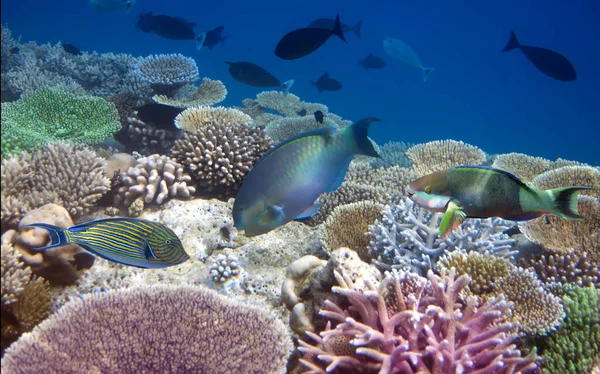 Peixes Tropicais Brilhantes Sobre Recife Coral — Fotografia de Stock