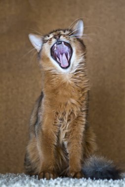 Yeşil gözlü tüylü kırmızı kedi (Somali cinsi) esniyor, küçük bir keskinlik derinliği